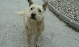 狗配人视频,温馨治愈的配对瞬间